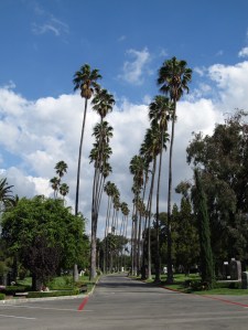hollywoodforeverpalmtrees1